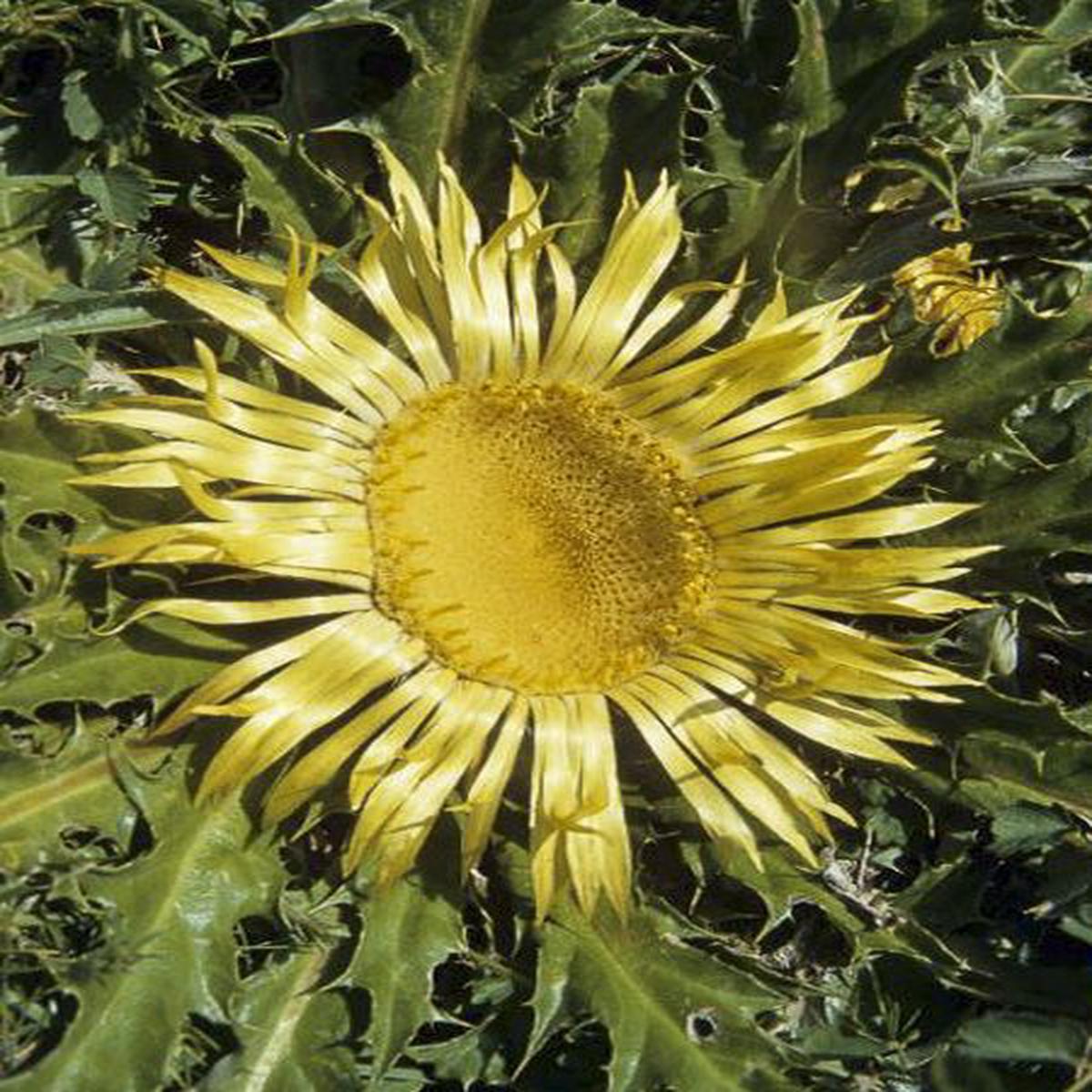 Acanthifolia Flower seeds for Planting Fragrant Blossoms Heirloom & GMO Free Seeds for Home Garden