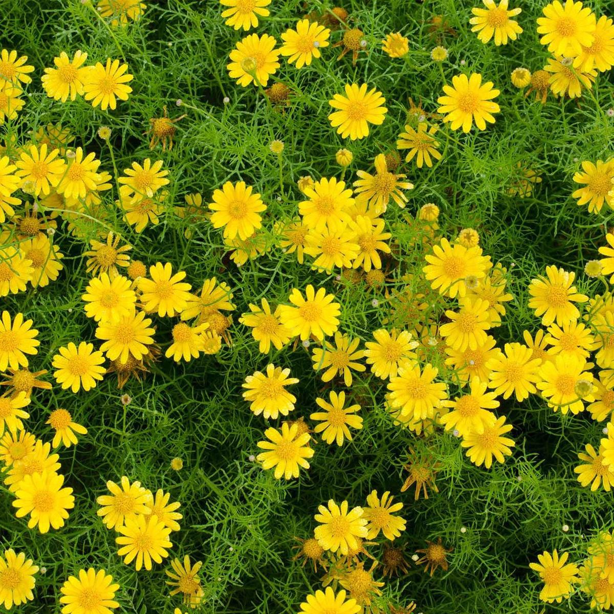 Dahlberg Daisy Flower Seeds for Planting Heirloom, Non-GMO, Easy to Grow, Perennial