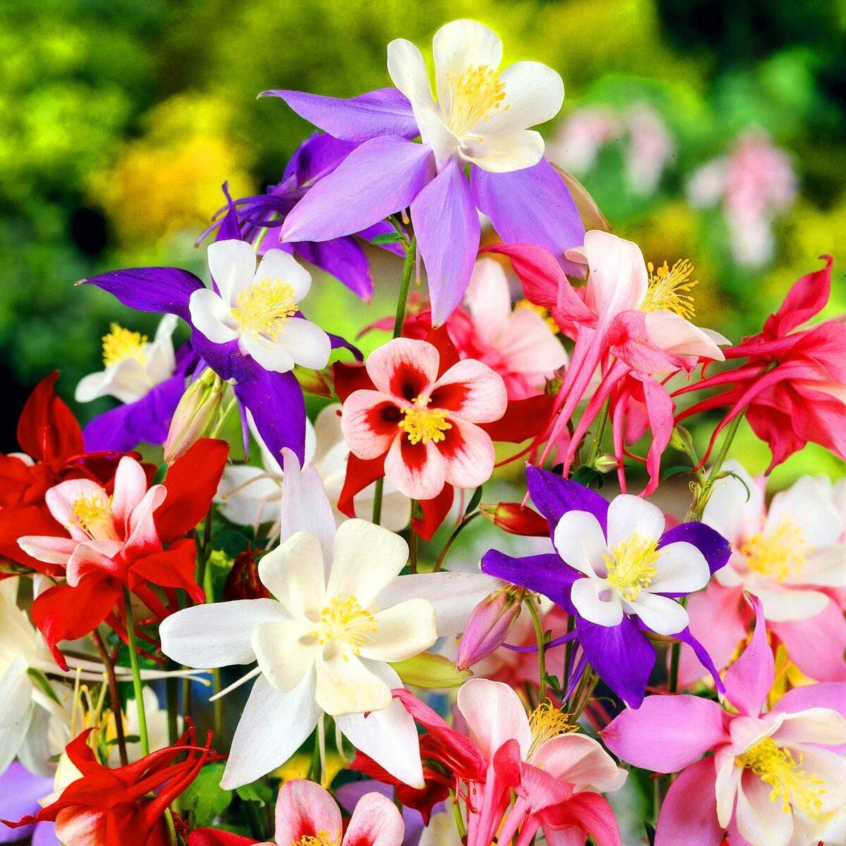 Mixed Aquilegia Flower Seeds for Planting  Heirloom, Non-GMO, High Germination Organic Garden Seeds