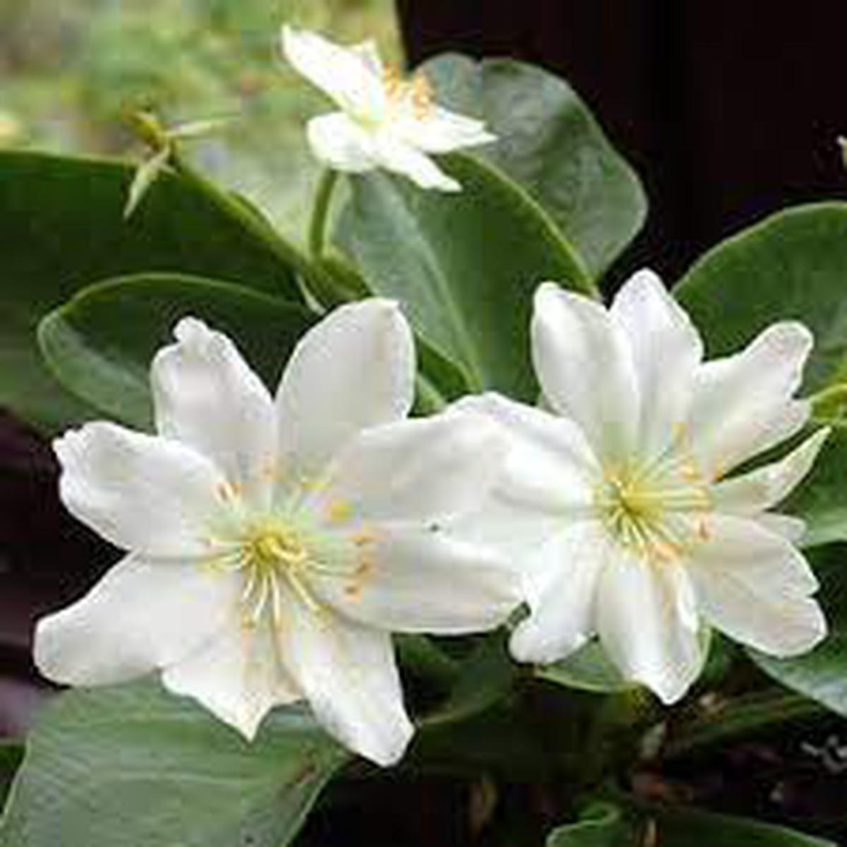 White Nevada Lewisia Flower seeds for Planting – Easy to Grow, Heirloom & GMO Free Seeds for Home Garden  Sale