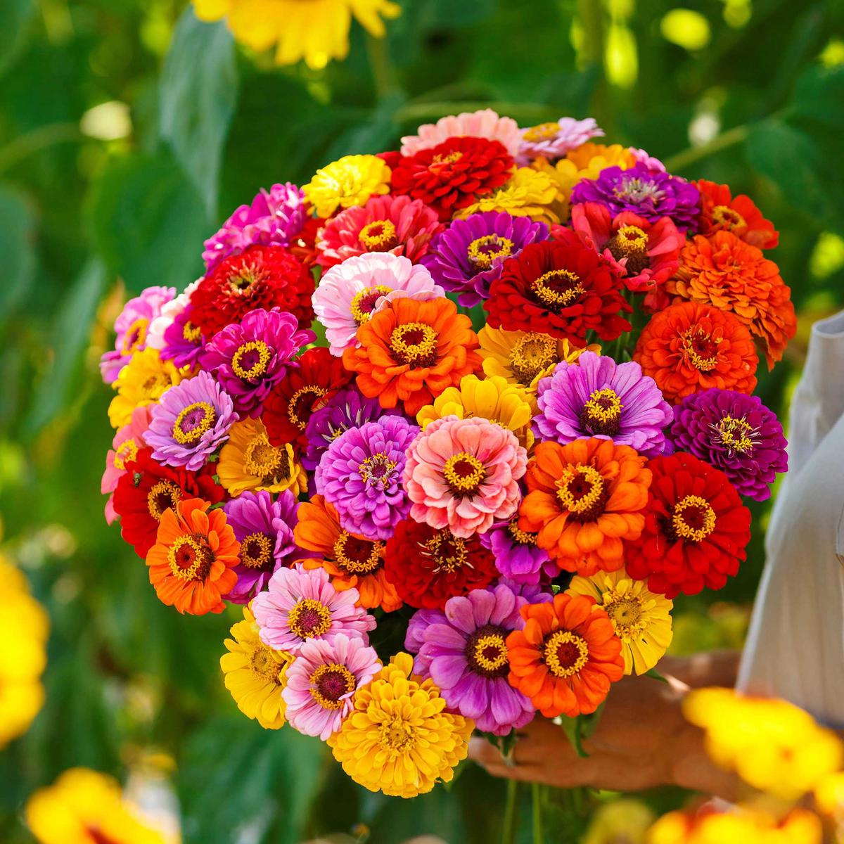 Zinnia Seeds - California Giants Mix - 5 Pounds