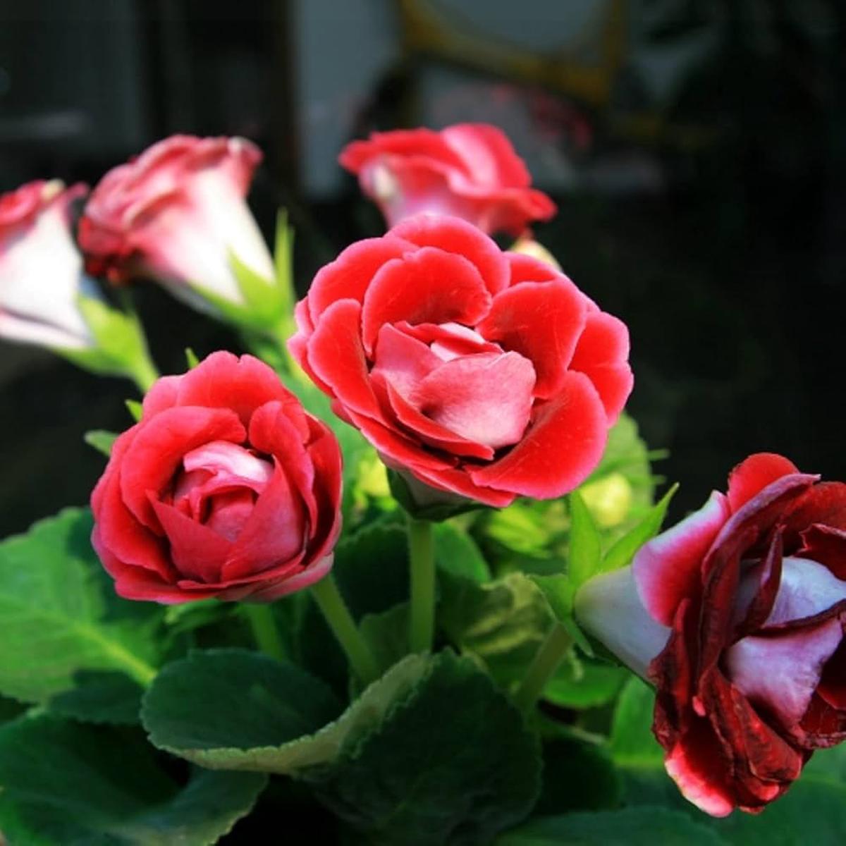 African Violet Flower Seeds Red for Planting - Heirloom, Non-GMO, High Germination Organic Indoor Garden Seeds