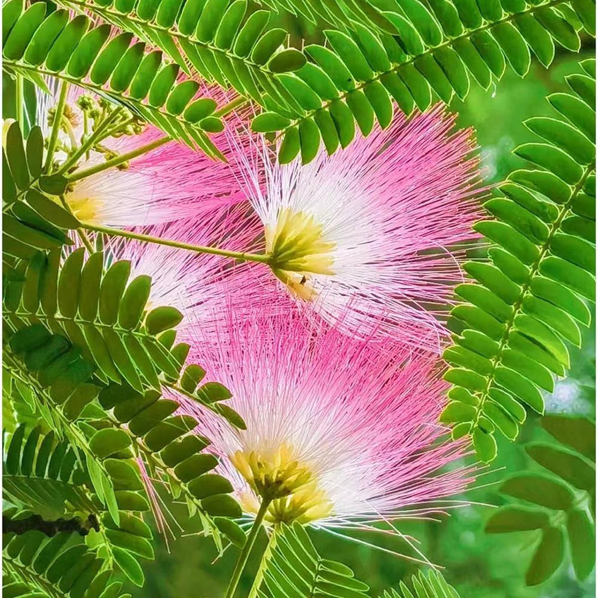 Albizia Flower Seeds for Planting Heirloom, Non-GMO, High Germination Garden Seeds