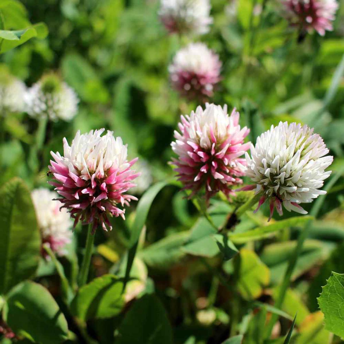 Alsike Clover Flower Seeds for Planting  Heirloom, Non-GMO, Easy to Grow, Perennial