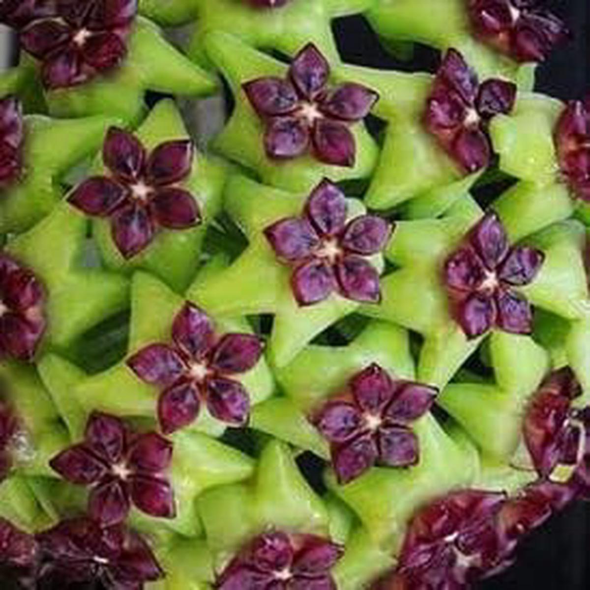 Heirloom Green Maroon Hoya Flower Seeds for Planting ?? Non-GMO, Rare Fragrant Blooms