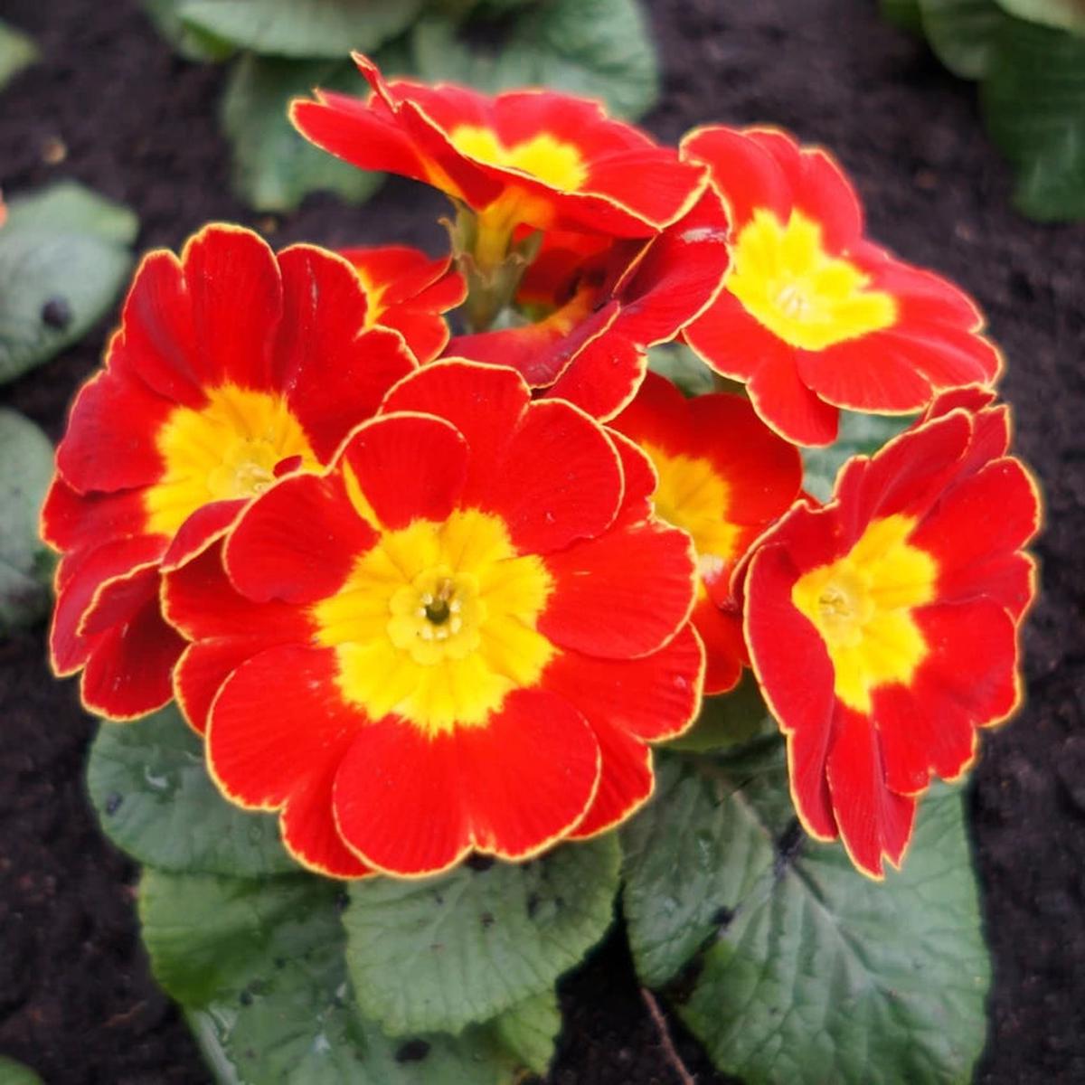 Yellow Rose Flower Seeds for Planting  Heirloom, Non-GMO, High Germination, Beautiful Garden Blooms