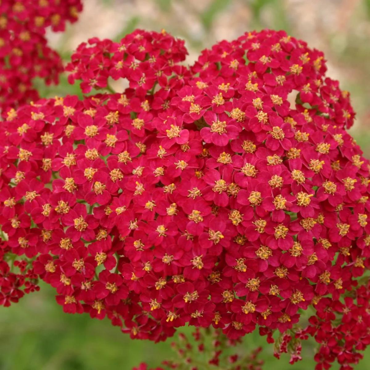 Achillea 'Red Beauty' Seeds for Planting  Heirloom, Non-GMO, Vibrant Red, Perennial