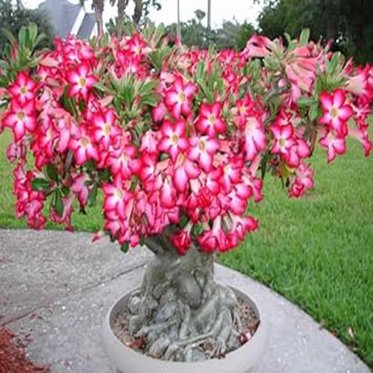 Adenium Flower Seeds for Planting  Easy to Grow, Heirloom, Non-GMO, High Germination Garden Seeds