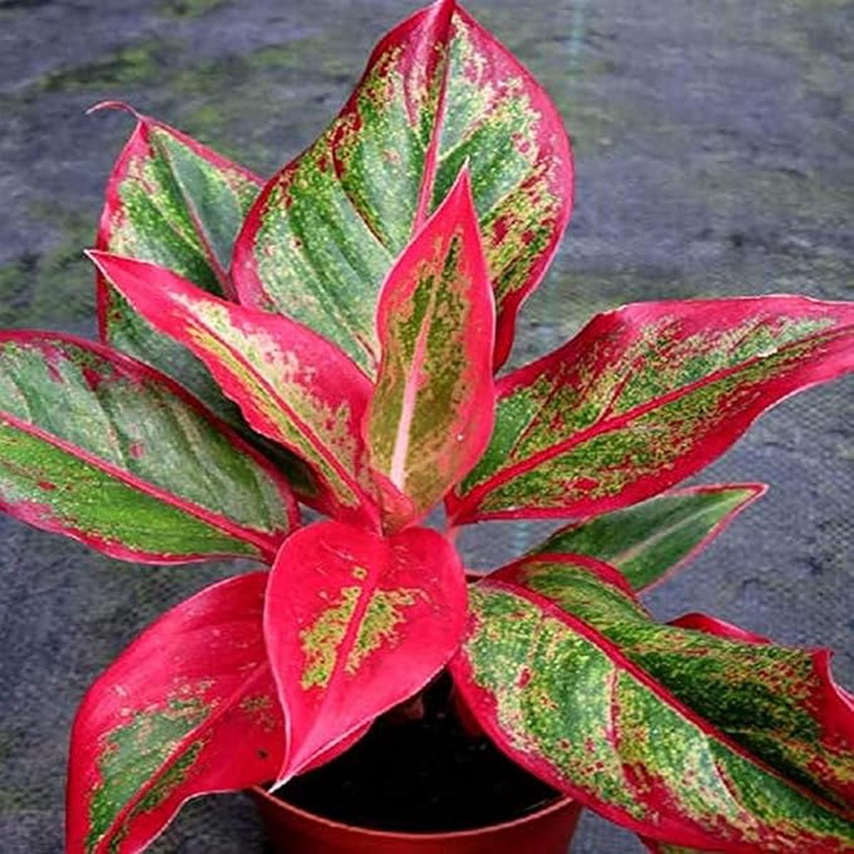 Aglaonema Flower seeds for Planting - Low Maintenance, Heirloom & GMO Free Seeds for Home Garden
