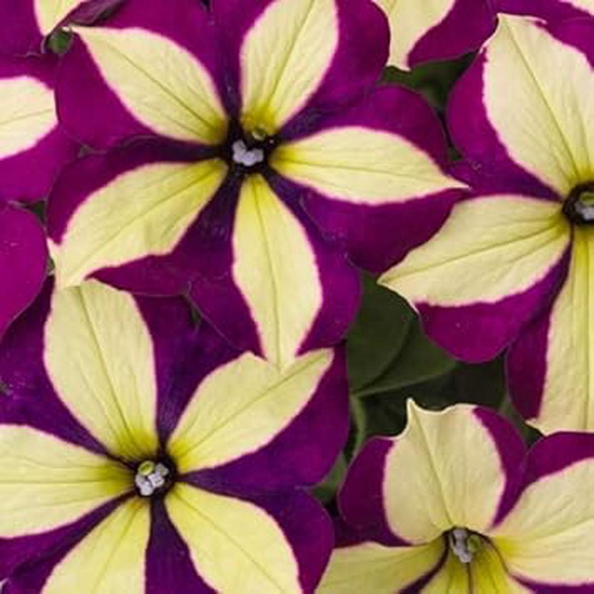 Yellow Violet Petunia Flower Seeds for Planting  Seasonal Bloomer, Heirloom, Non-GMO, High Germination