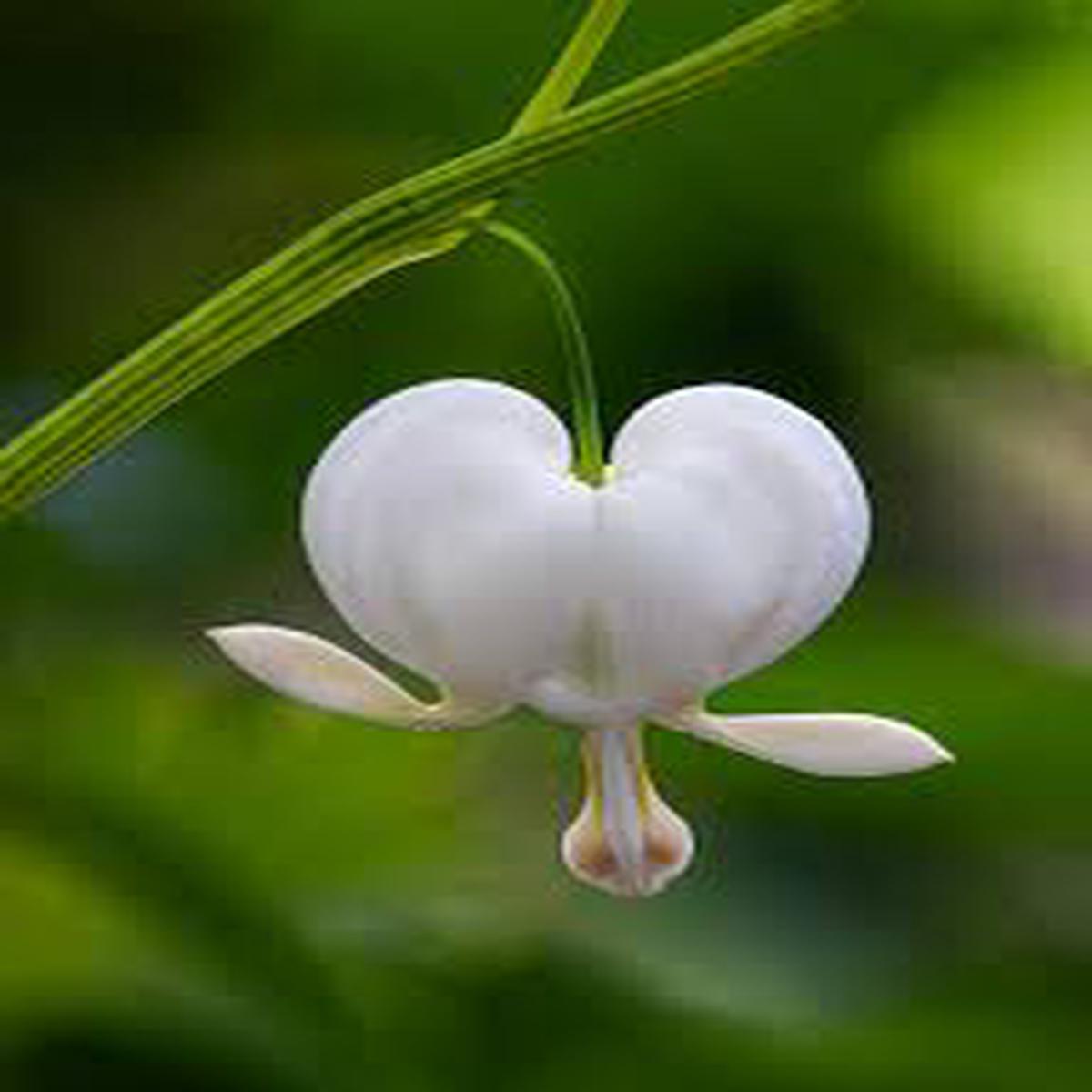 White Heart Flower Seeds for Planting  Sun Loving, Heirloom & Non-GMO Organic Garden Seeds for Home Garden