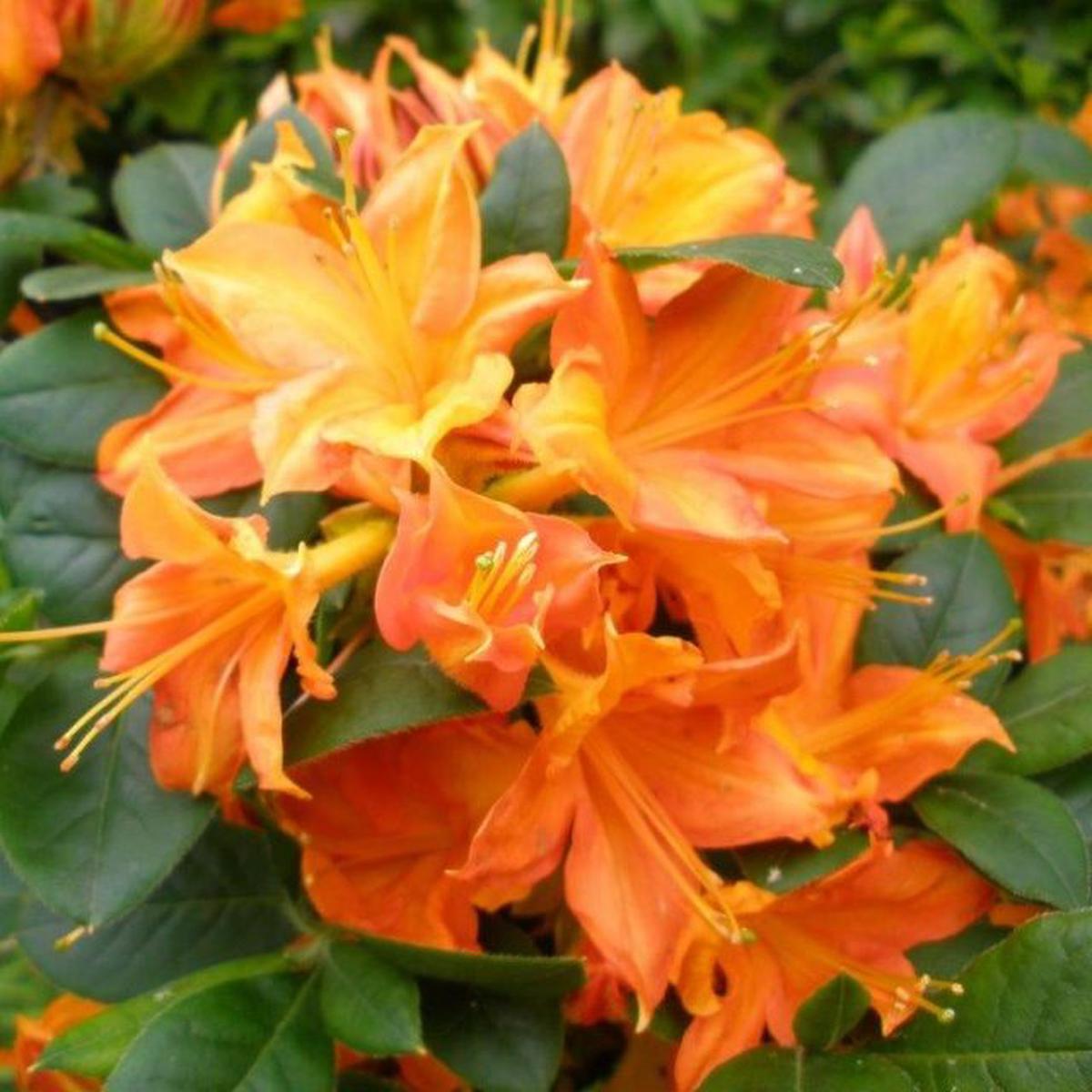 Azalea Flower seeds for Planting Vibrant Colors Heirloom & GMO Free Seeds for Home Garden   Sale