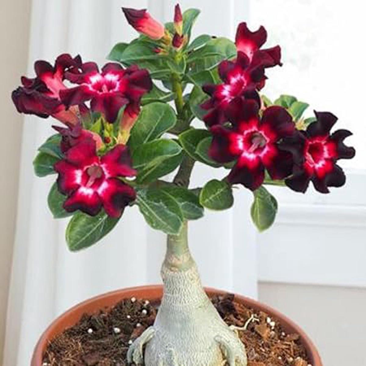 Adenium Desert Rose Mixed Double Petal Seeds