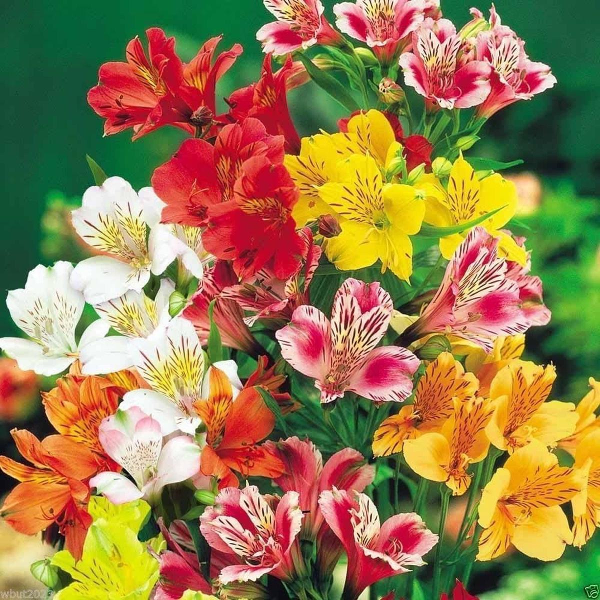 Alstroemeria Mix Flower Seeds for Planting Heirloom, Non-GMO, Perennial, Pollinator-Friendly