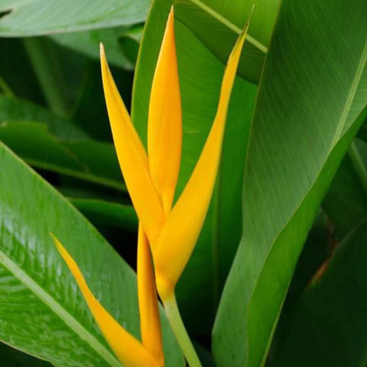 Yellow Strelitzia Reginae Flower Seeds for Planting  Pollinator Friendly, Heirloom & Non-GMO Garden Seeds
