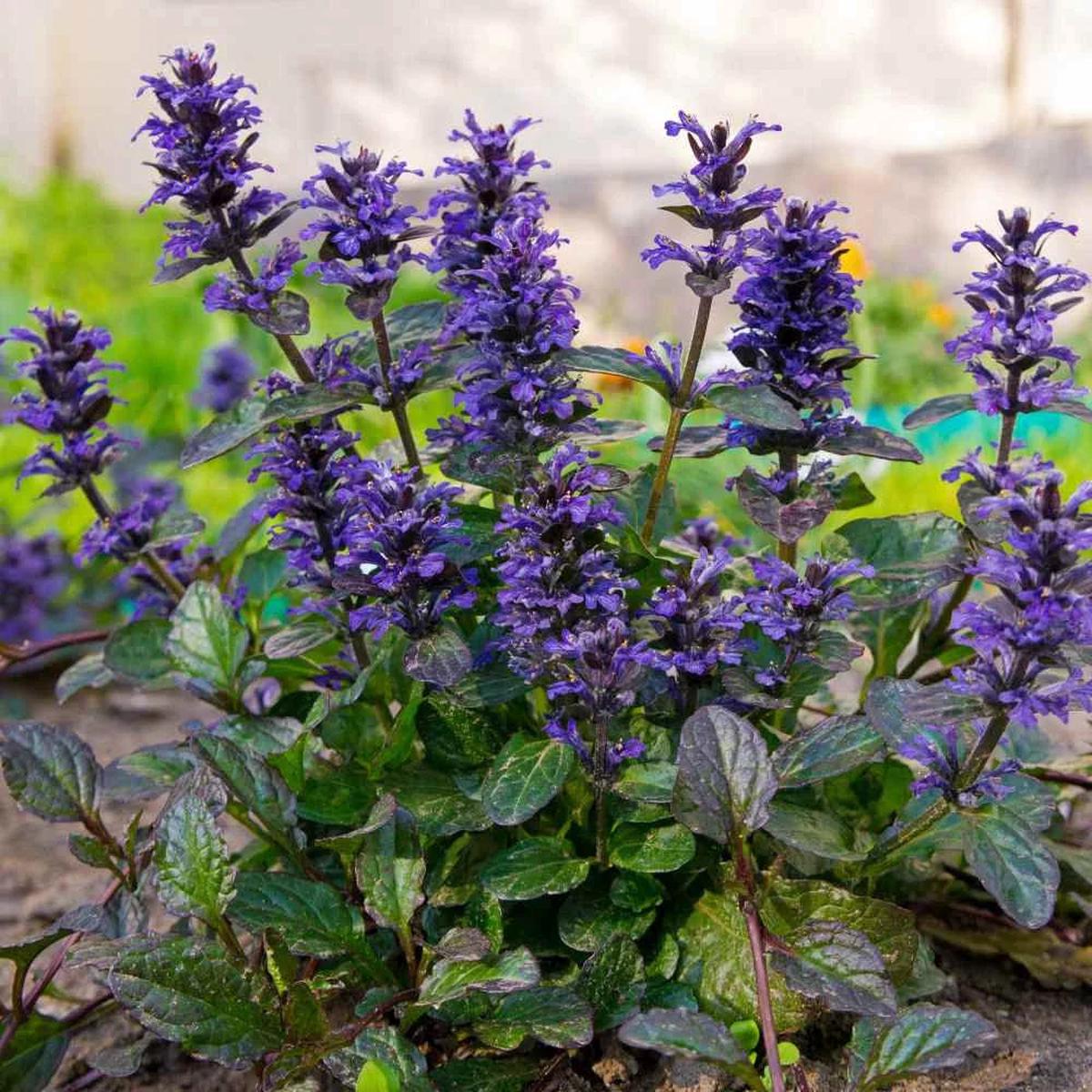 Ajuga Flower seeds for Planting Perfect for Borders Heirloom & GMO Free Seeds for Home Garden Sale