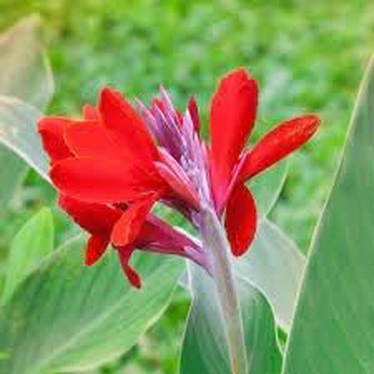Heirloom Non-GMO Canna Flower Seeds for Garden Planting ?? Vibrant Tropical Blooms