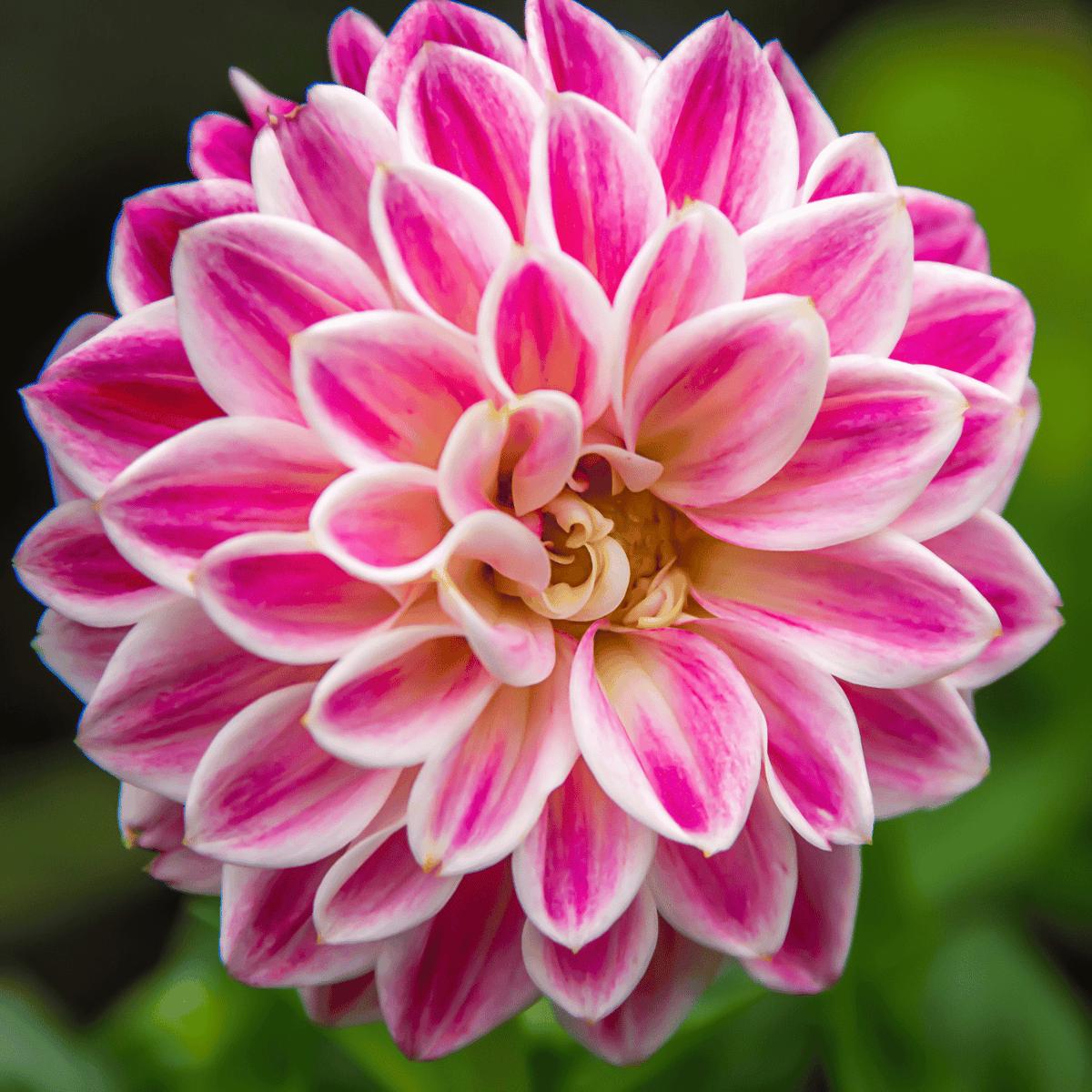 Zinnia White Pink Flower seeds for Planting - Garden Favorite, Heirloom & GMO Free Seeds for Home Garden
