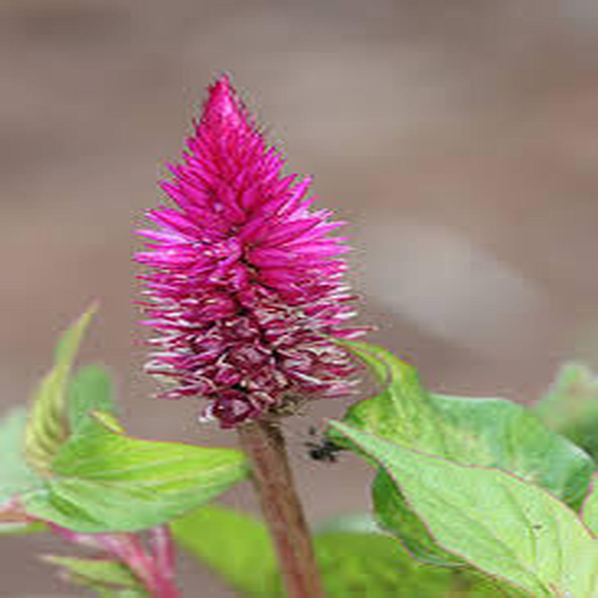 Celosia Spicata Flower Seeds for Planting Heirloom, Non-GMO, High Germination Organic Garden Seeds (100pcs)