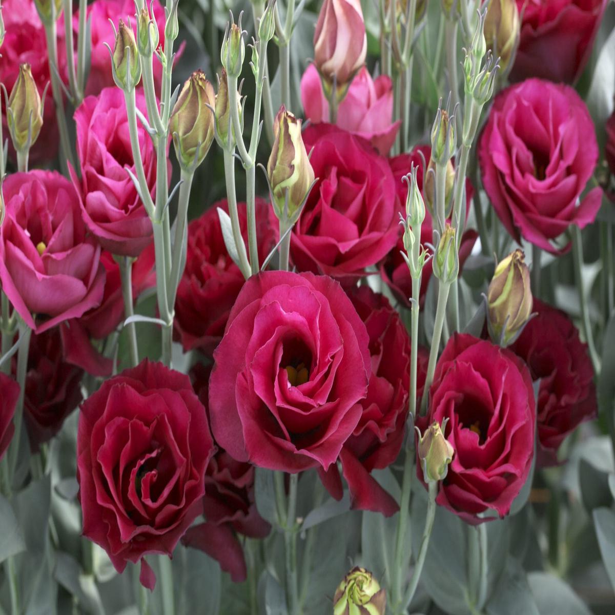 Deep Red Eustoma (Lisianthus) Flower Seeds for Planting  Heirloom, Non-GMO, Perfect for Borders
