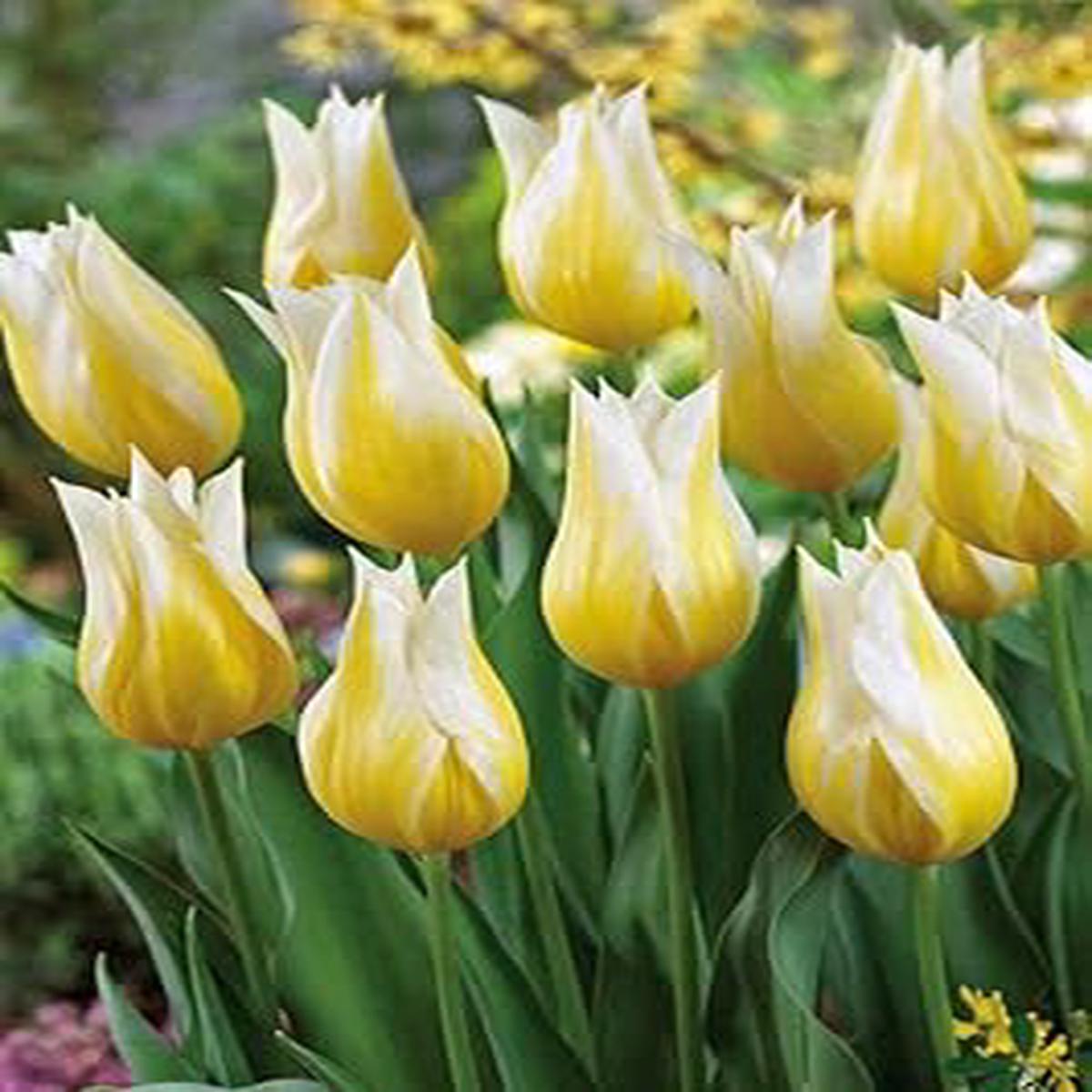 Yellow White Tulip Flower Seeds for Planting  Heirloom, Non-GMO, Beautiful Blooms
