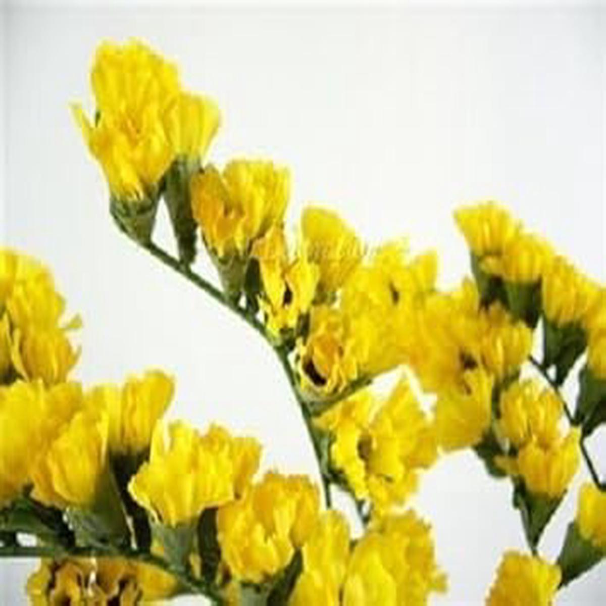 Yellow Statice Flower Seeds for Planting Organic, Heirloom, Non-GMO Dried Flower Seeds with High Germination Rate