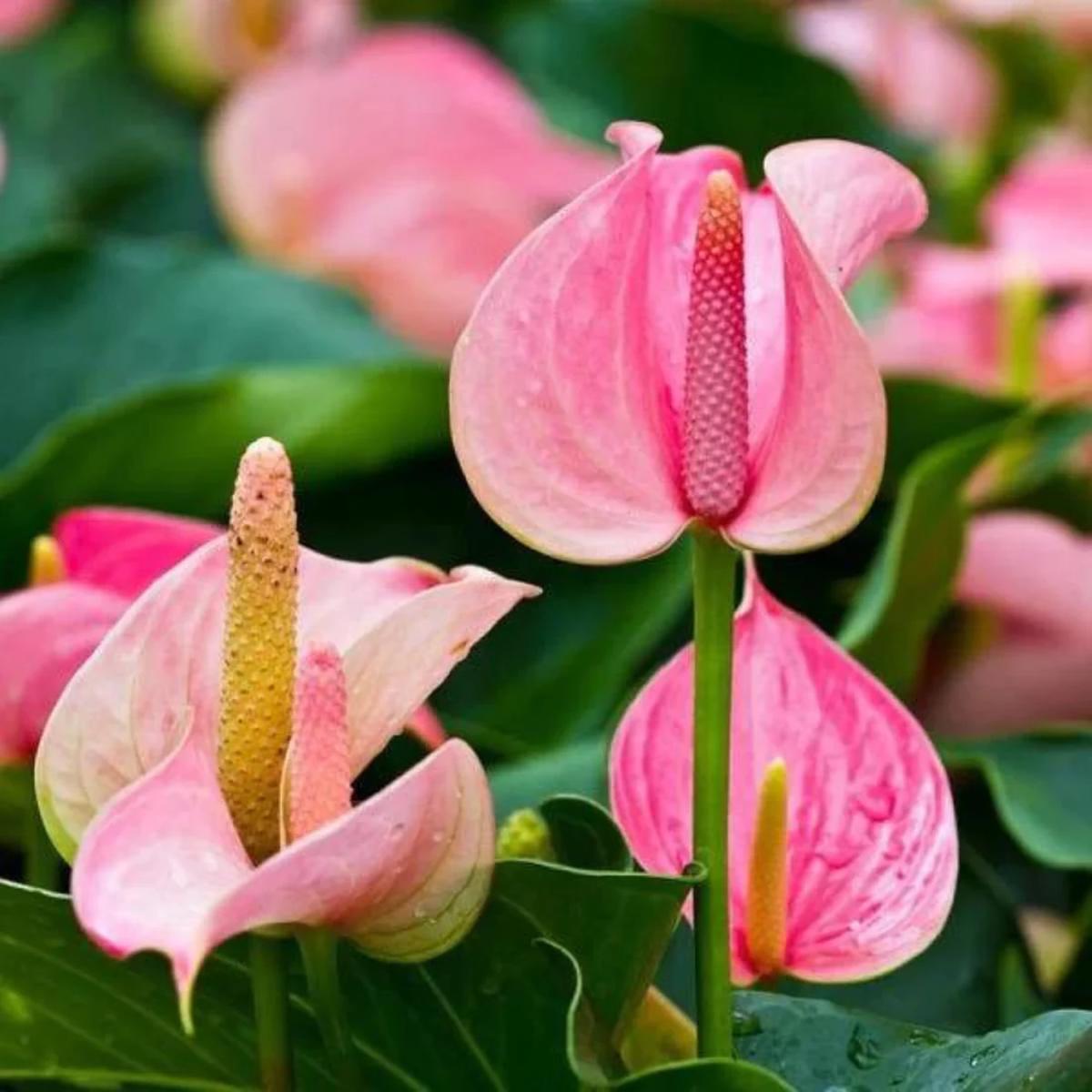 Heirloom Non-GMO Anthurium Flower Seeds for Planting  Pink Exotic Blooms