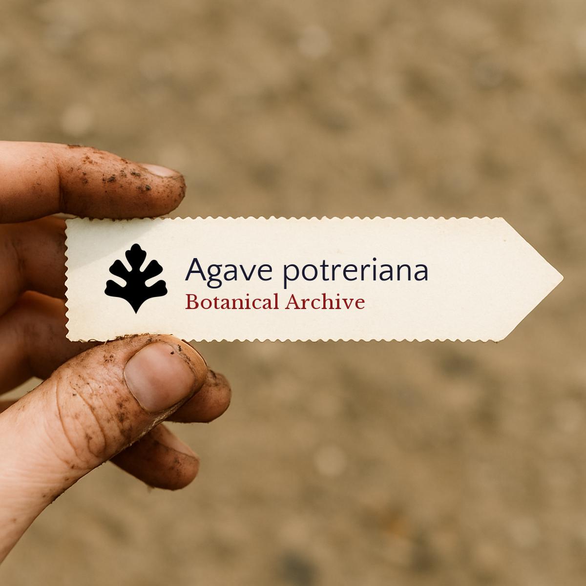 Agave potreriana SEEDS