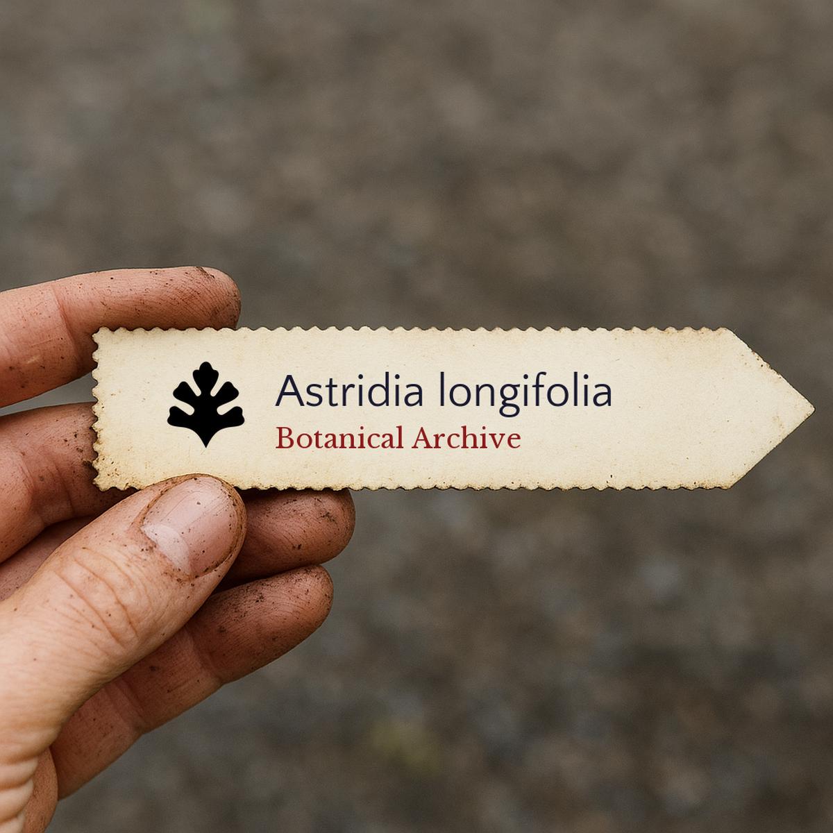 Astridia longifolia SEEDS