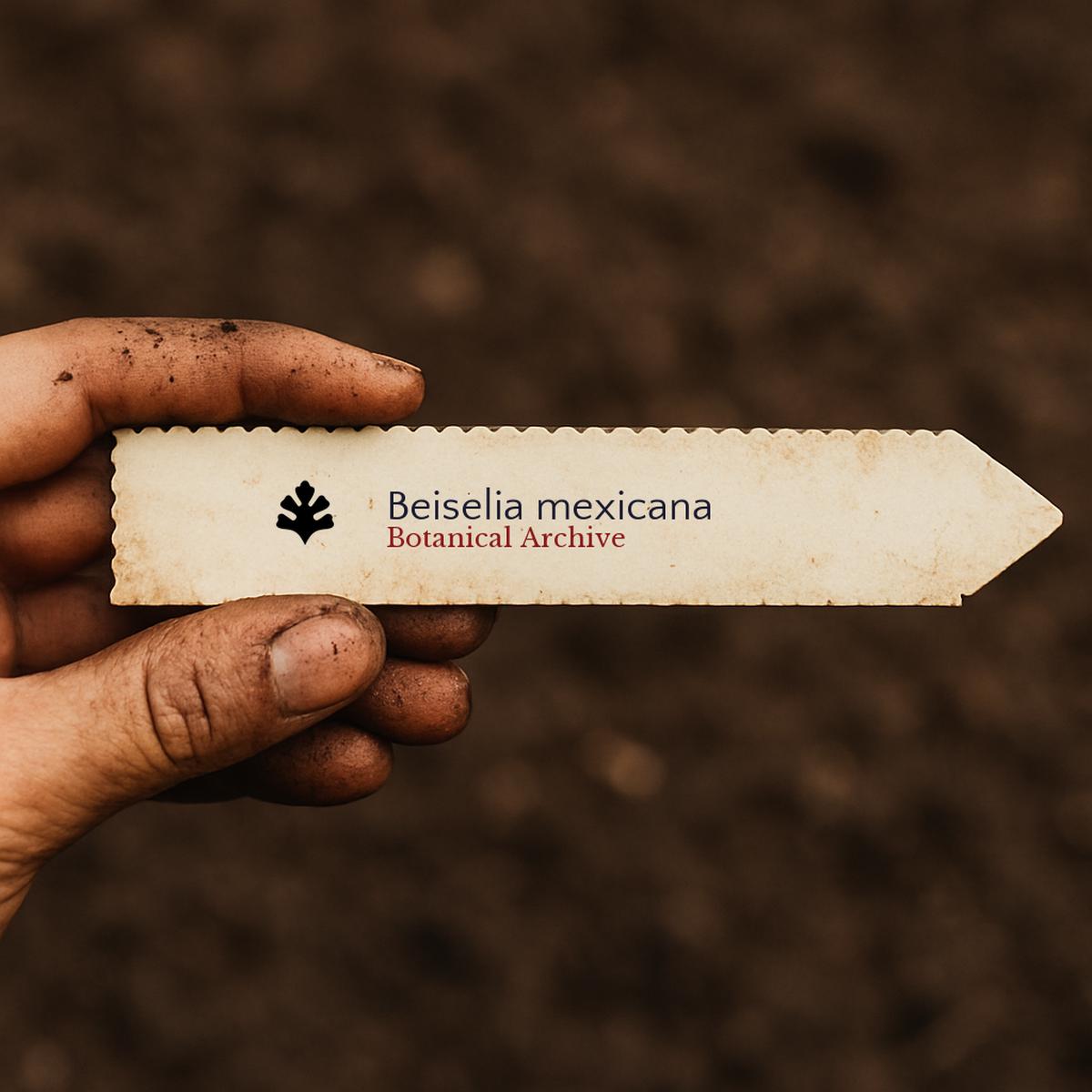 Beiselia mexicana SEEDS