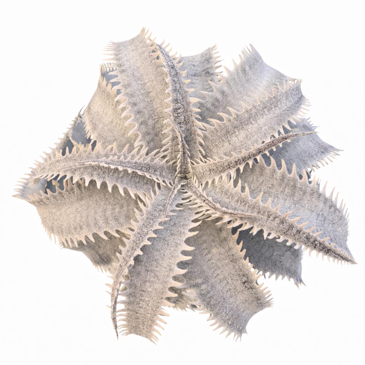 Dyckia marnier-lapostollei var. estevesii SEEDS