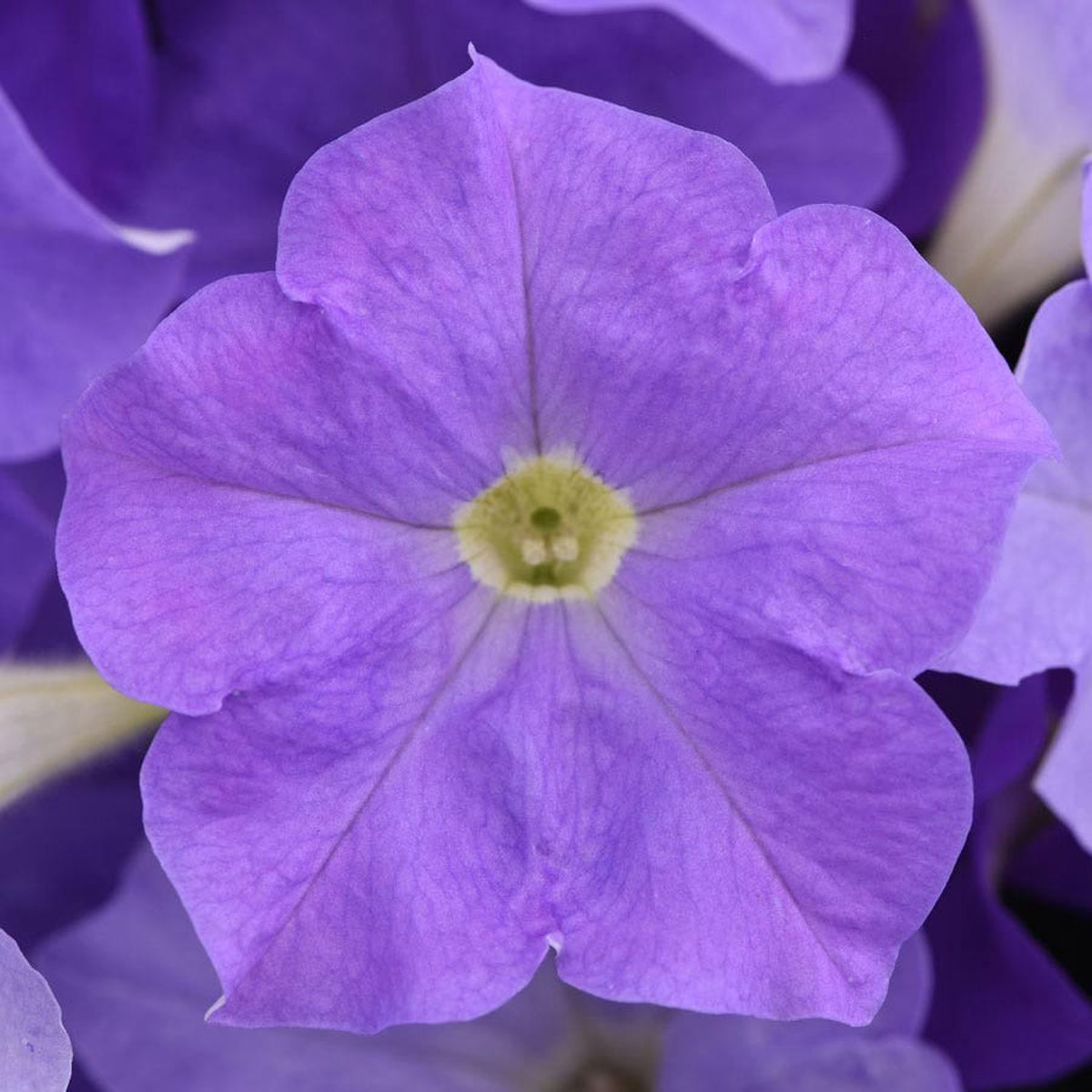 E3 Easy Wave Sky Blue Petunia Seeds