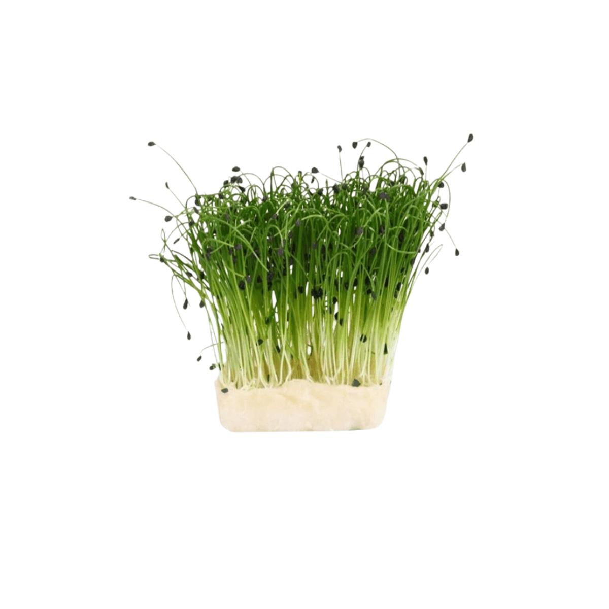 Garlic Chive Seeds | OSC Seeds