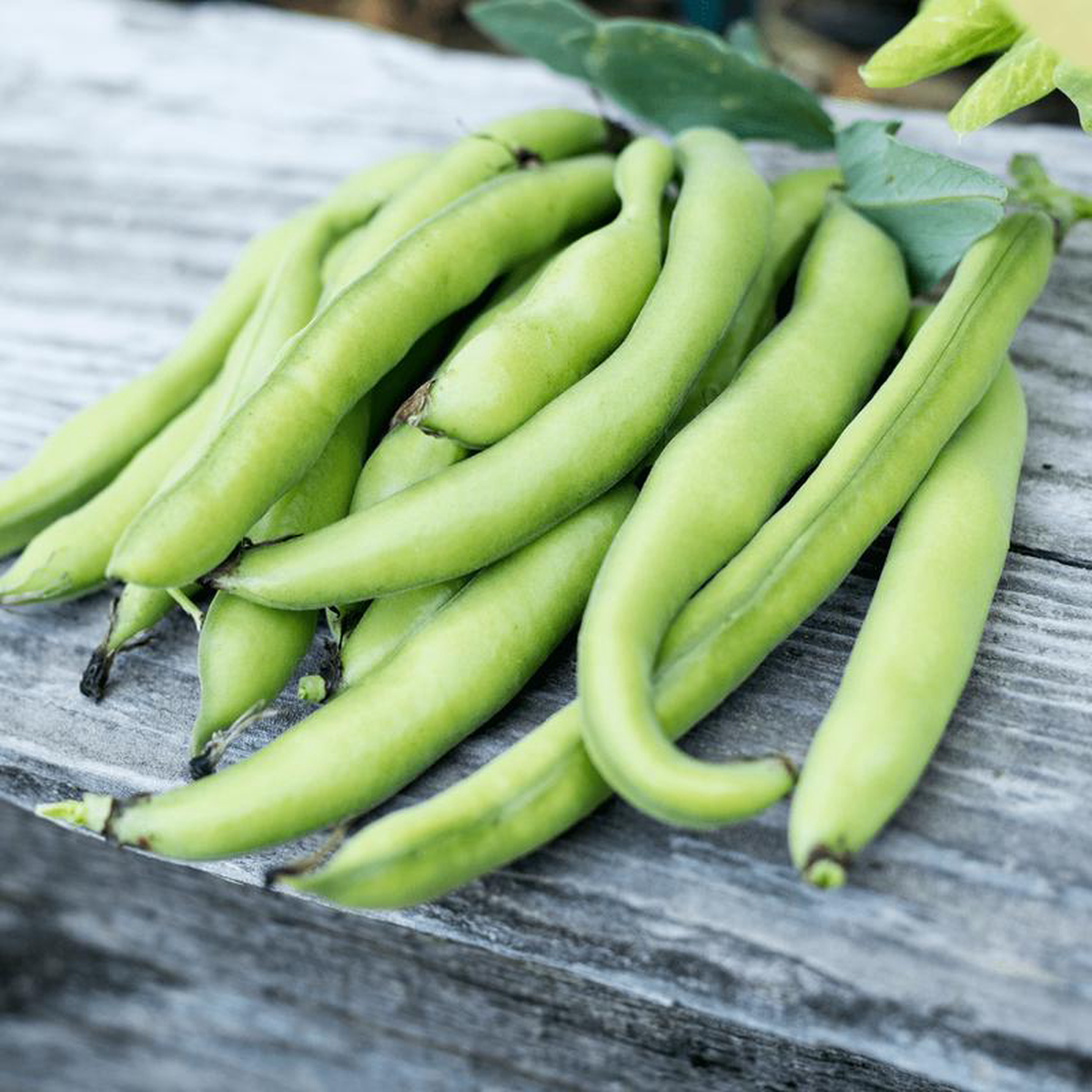 Oregon Sugar Pod II Snow pea 8211 Salt Spring Seeds