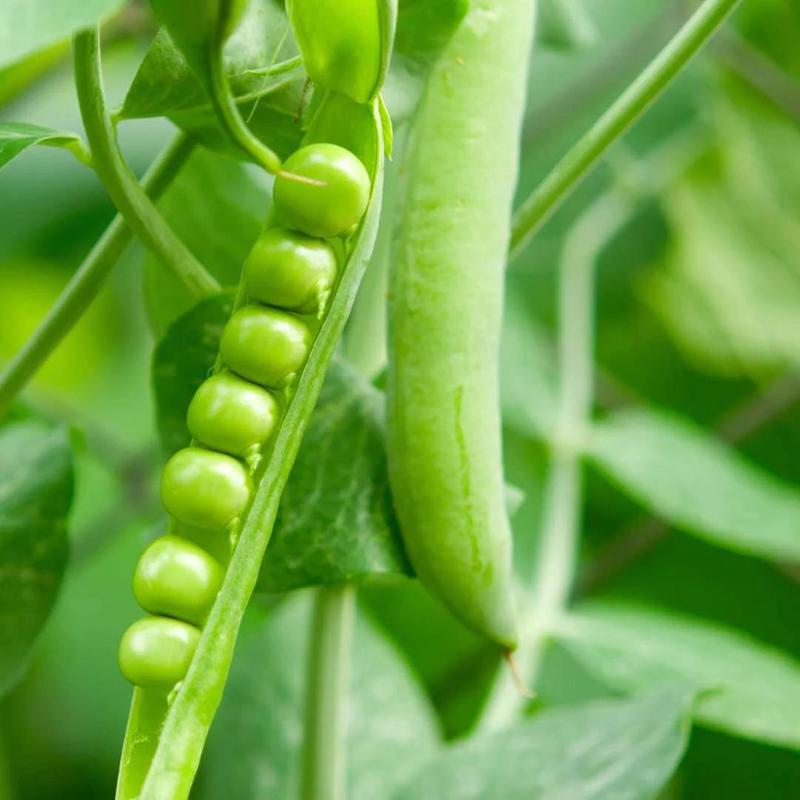 Peas Tall Telephone (Large) - Pacific Northwest Seeds
