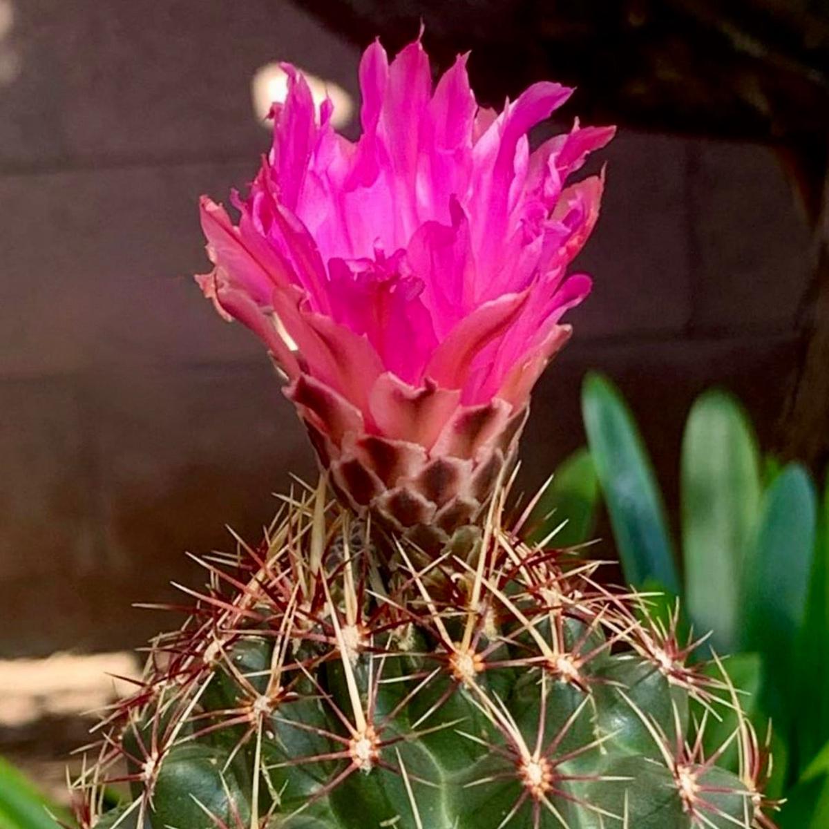 Thelocactus bueckii SEEDS