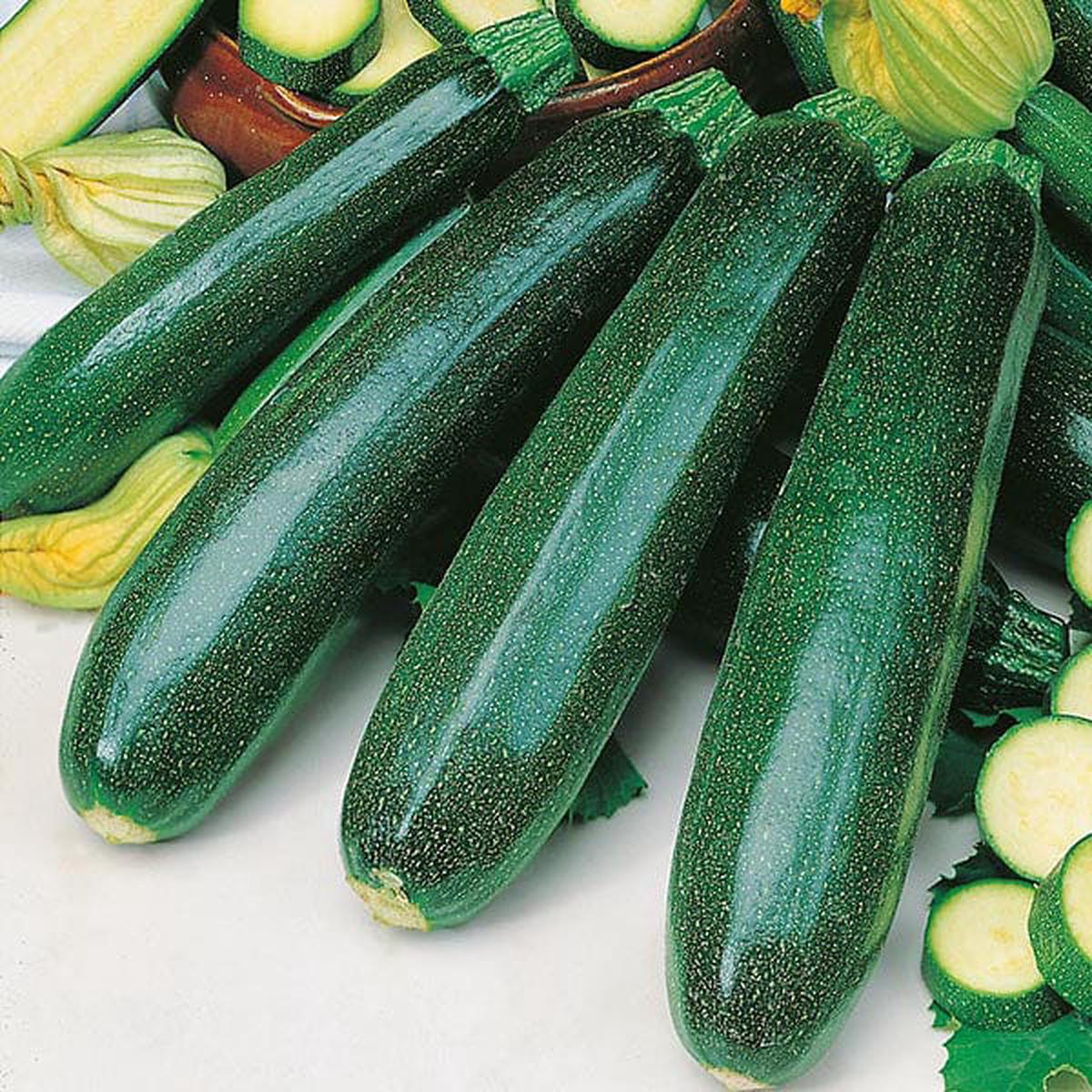 Zucchini Dark Green - Mr. Fothergill's Seeds