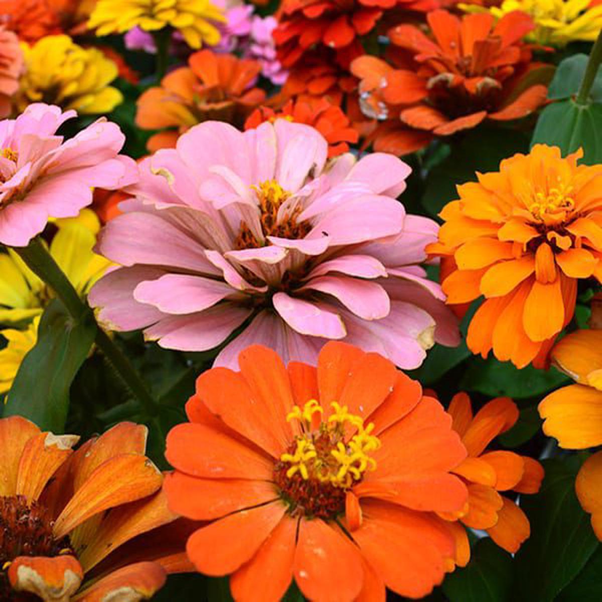 Zinnia Flower Seeds Orange Red Planting Bright