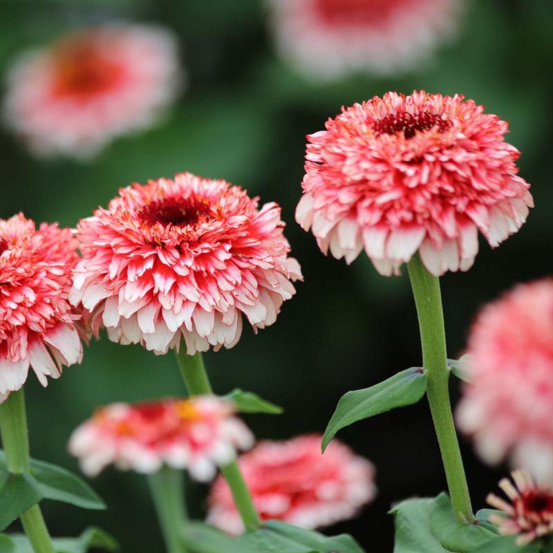 Zinnia Zinderella Fizz Flower | X 30 Seeds
