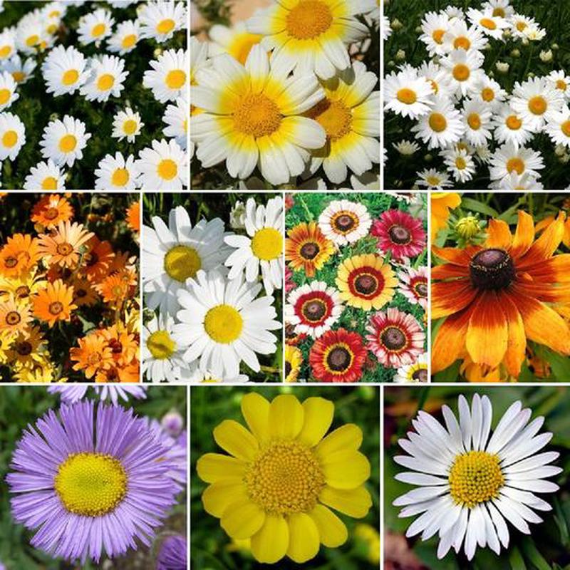 "Daisy Crazy" Daisy Mix