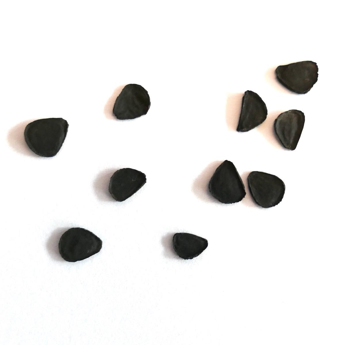 Yucca rostrata SEEDS - 10 Seeds