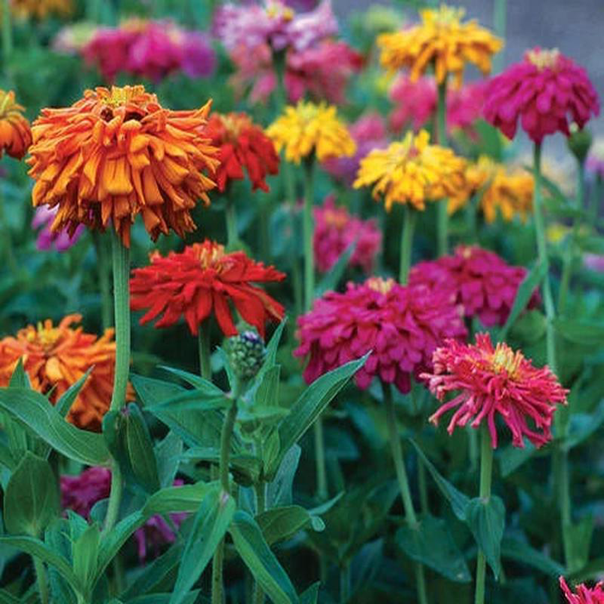 Zinnia Giant Cactus Mix 8211 Pacific Northwest Seeds