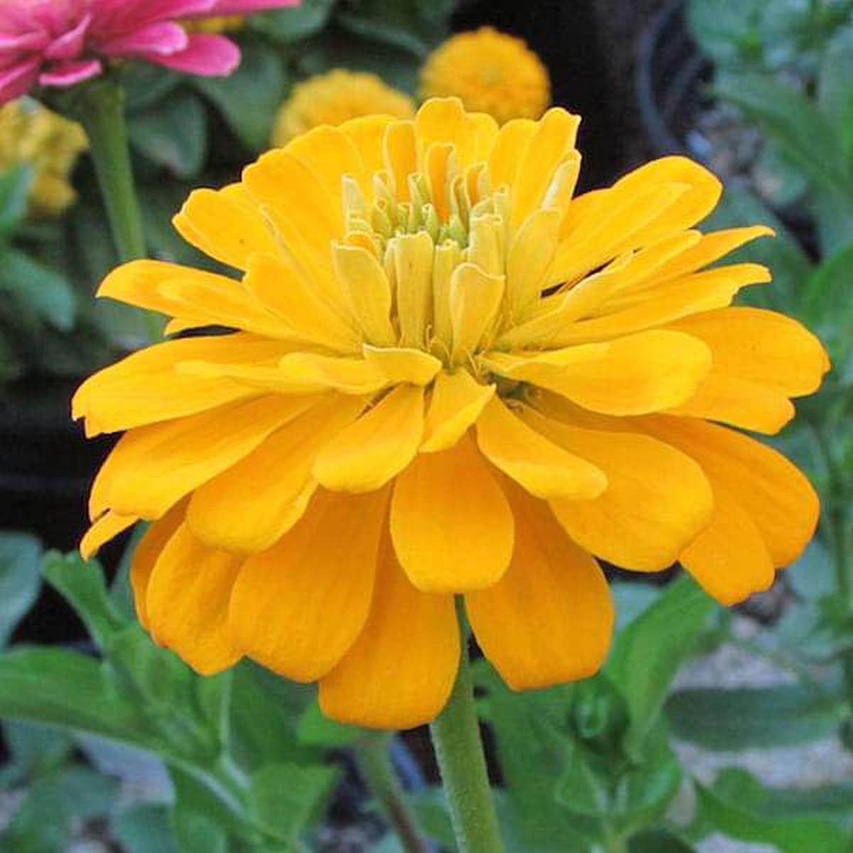 Zinnia Yellow Tall - Desi Flower Seeds - Default Title