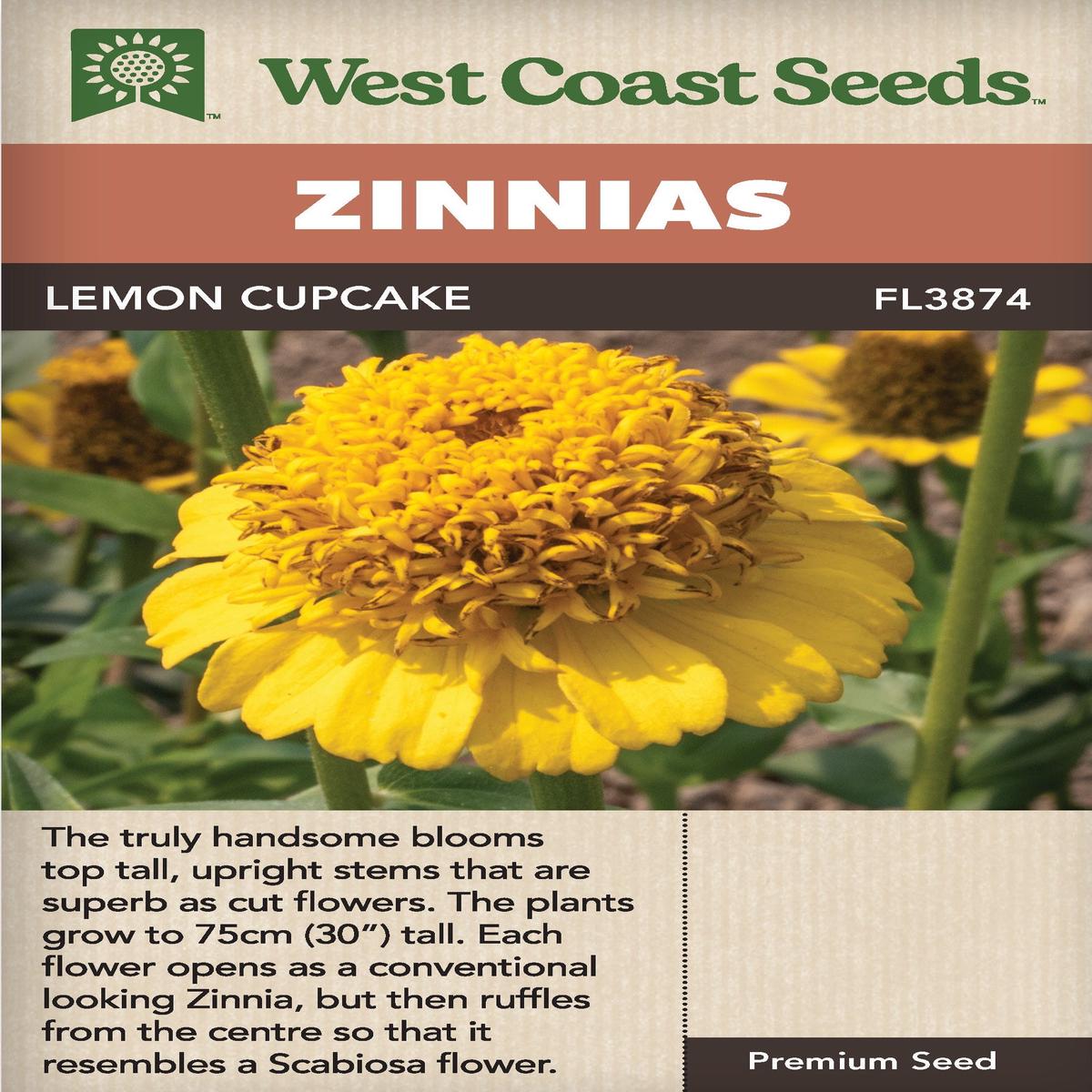 Zinnia Lemon Cupcake - West Coast Seeds