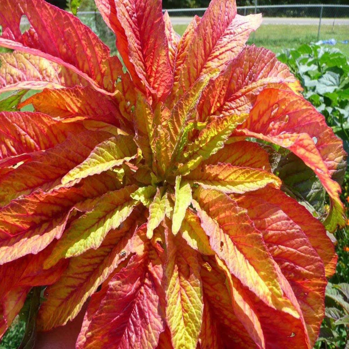 100 ILLUMINATION AMARANTHUS Tricolor ( Summer Poinsettia / Vegetable Amaranth ) Flower Seeds