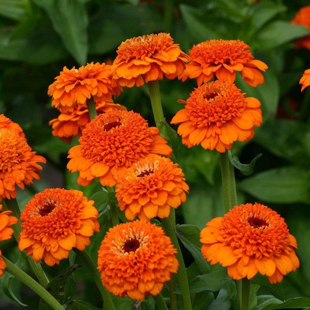 'Zinderella Orange' Zinnia Seeds