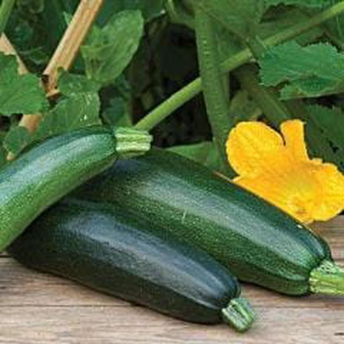 Zucchini Fordhook - Burpee Seeds