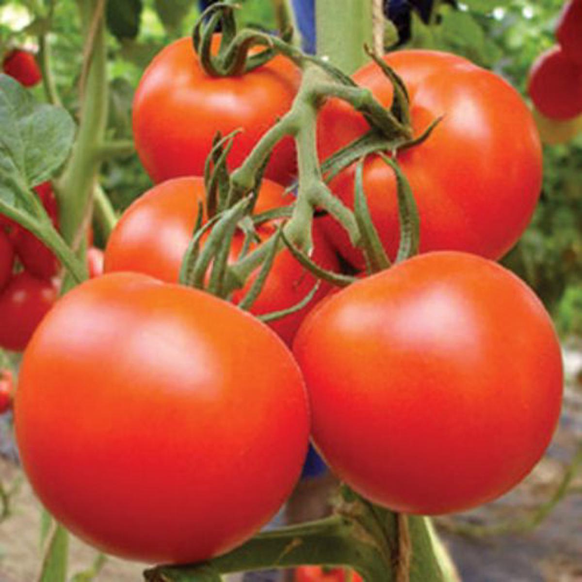 Burgundy Tomato Seeds for Vegetable Planting