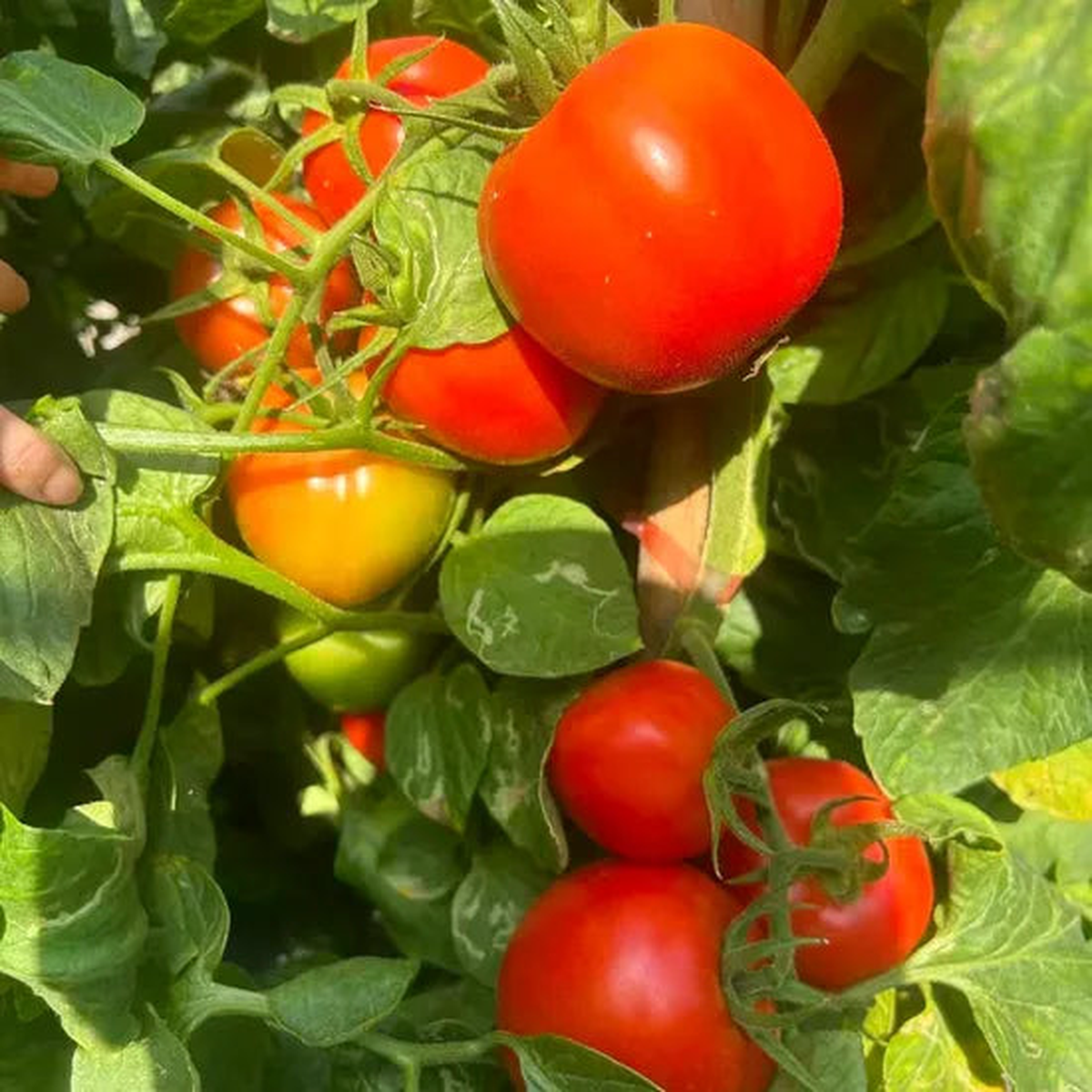 Bushy Type Determinate Mid Maturity Tomato  Heirloom, Non-GMO, High Germination Organic Garden Seeds