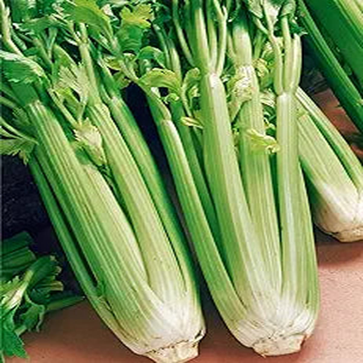 Celery Apium Graveolens Tall Utah Vegetable Seeds for Planting  Heirloom Variety for Garden Beds and Fresh Harvests